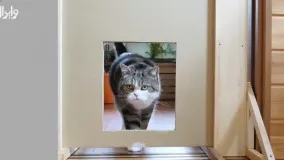 2 ویدئوی بامزه از پربازدید ترین گربه یوتیوب