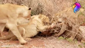 حیات وحش ، حمله دیدنی شیرها برای شکار غزال