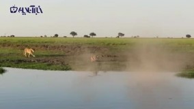 لحظه دلهره‌آور حمله و شکار تمساح توسط شیر