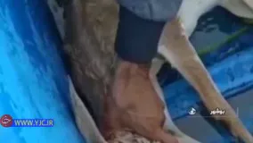 بیرون کشیدن بچه آهو از دریا توسط یک ماهی‌ گیر