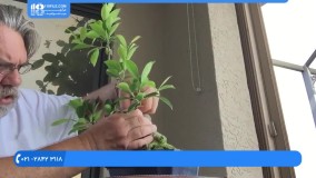 روش صحیح تکثیر گیاه فیکوس آلاستیکا برای آپارتمان