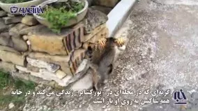 گربه‌ ای که به شیوه‌ای جالب موفق به شکار ببر شد