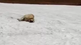 سگی که عاشق سر خوردن روی برف است
