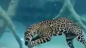 غذا خوردن پلنگ در زیر آب