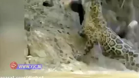 لحظه باور نکردنی شکار تمساح از آب، توسط پلنگ قوی