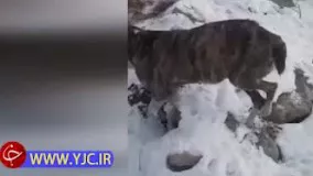 ایستاده یخ زدن حیوانات در سرمای قراقستان !