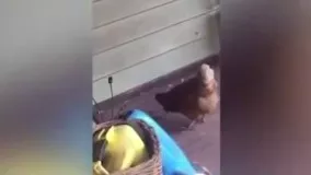عجیب اما واقعی ؛ شکار مار توسط یک مرغ !