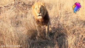 10 لحظه برتر حیوانات وحشی باورنکردنی در سافاری آفریقا