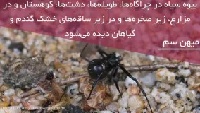 آیا عنکبوت خطرناک بیوه سیاه در ایران وجود دارد؟
