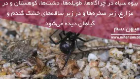 از بین بردن عنکبوتهای سمی و خطرناک با سم عنکبوت کش خارجی