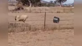 بازی گوشی یک گوسفند با سطل آب