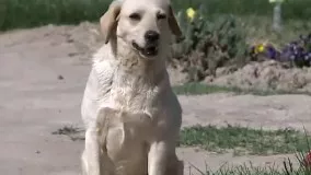 ویدئویی متفاوت از وفاداری یک سگ به صاحبش