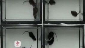 آزمایش‌هایی که نشان می‌دهد موش‌ها با یکدیگر همدردی می‌کنند