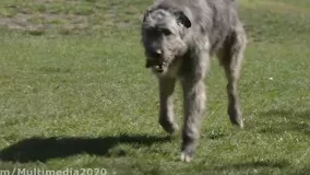5 نژاد سگ می توانند به راحتی گرگ ها را شکست دهند