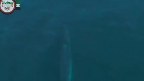 تصاویری دیدنی از نهنگ کمیاب «براید» در خلیج فارس