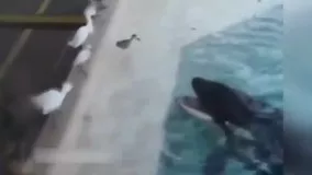 لحظه حیرت‌انگیز شکار یک پرنده توسط نهنگ!