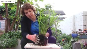 پرورش گل و گیاه آپارتمانی - انواع روش های پرورش گل و گیاه آپارتمانی