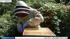 پرورش زنبور عسل  - آموزش راه اندازی زنبورداری  -  درمان شته واروا