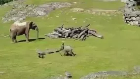 بازیگوشی بچه فیل با پرندگان
