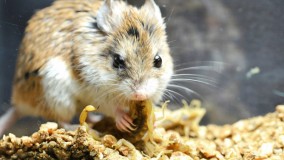 برترین موش های کوچک ؛ حملات موش در برابر حیوانات