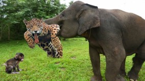 کروکودیل در مقابل یوزپلنگ ؛ حملات حیوانات در حیات وحش