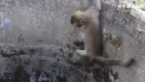 تلاش میمون برای نجات گربه افتاده در چاه