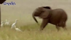 خوددرگیری جالب یک بچه فیل با خرطومش را ببنید