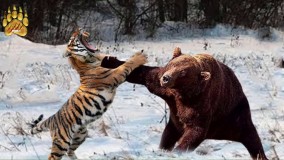 نبرد ببر سیبری با خرس گریزلی ، چه کسی برنده خواهد شد ؟