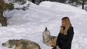 دوستی عجیب یک زن با گرگ‌ ها