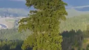 تصویری از بلندترین و خوش‌ شانس‌ترین درخت جهان !