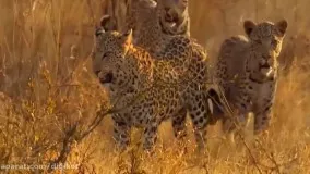 حیات وحش ، حمله و فرار شیر در مقابل بوفالو و فیل