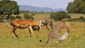 حمله یوزپلنگ ها برای شکار غزال