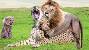 حیات وحش ، شکارچی در مقابل شکارچی ؛ حمله شیر به یوزپلنگ ؛ سلطنت شیرها در دنیای وحش