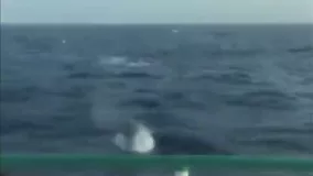در تعقیب نهنگ‌ های قاتل