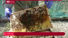 راه های مبارزه با پروانه موم خوار بزرگ در کندو زنبور عسل
