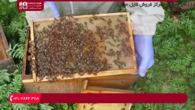 زنبورداری-محصور کردن ملکه