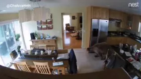 ورود خرس به یک خانه در کالیفرنیا و واکنش‌ سگ ‌های خانگی !