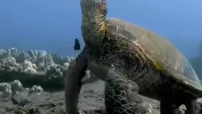 ویدئویی نادر از چُرت زدن لاکپشت دریایی