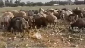 چرای‌ گوسفندان در مزارع پیاز