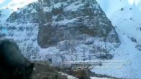 کلیپی زیبا از آنتن زیستی در منطقه البرز مرکزی