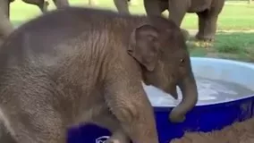 شادی و آب‌ بازی یک بچه‌ فیل در تایلند