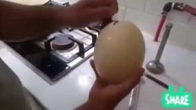 فروش تخم خوراکی شترمرغ