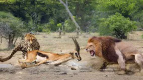 حیات وحش ، حمله شیر به یوزپلنگ : شکار دزدی شیرها از چیتا