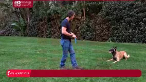 آموزش تربیت سگ | استفاده از اسباب بازی برای سرعت بخشیدن به اطاعت