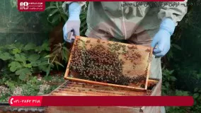 آموزش زنبورداری - آپدیت چهارم ویروس مزمن فلج زنبور