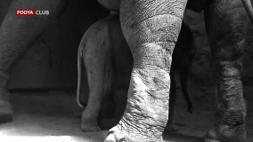فیلمی از شیر خوردن اولین نوزاد فیل آسیایی در باغ وحش ارم