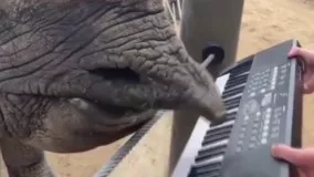 کرگدنی که در باغ وحش پیانو می‌نوازد