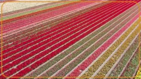 نمایش خیره‌ کننده رنگ‌ ها در مزارع هلند