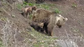تصاویر دیدنی از زندگی خرس مادر با سه توله‌اش