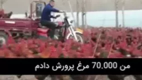 مردی با هفتاد هزار مرغ و خروس !
